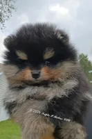 Oliver , a male Pomeranian for sale in Pembroke, GA – 1 of 10