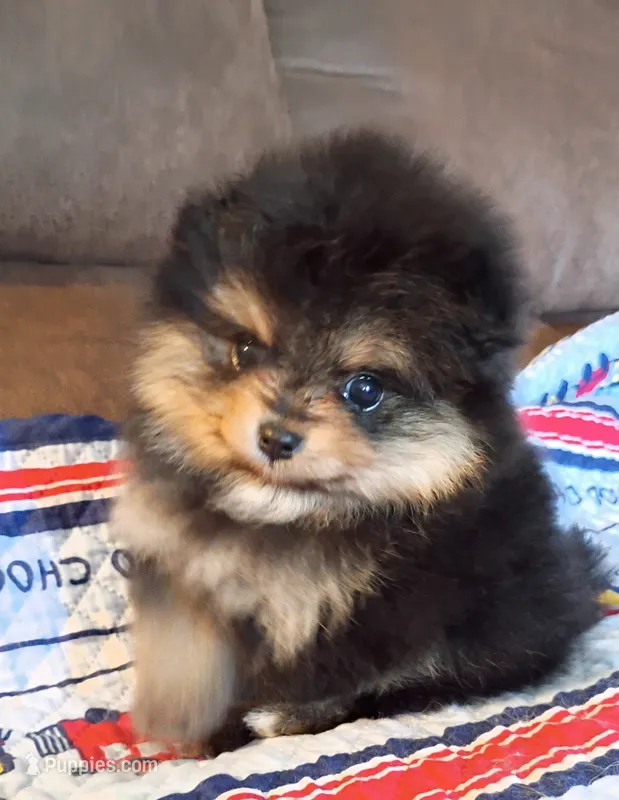 Mopsy  – Pomeranian puppy for sale in Pembroke, GA