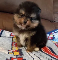 Hopper , a male Pomeranian for sale in Pembroke, GA – 2 of 10