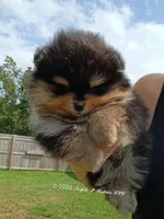 Mikey , a male Pomeranian for sale in Pembroke, GA – 10 of 10