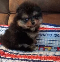 Mopsy , a female Pomeranian for sale in Pembroke, GA – 6 of 10
