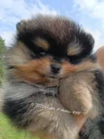 Mikey , a male Pomeranian for sale in Pembroke, GA – 3 of 10