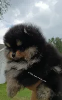 Oliver , a male Pomeranian for sale in Pembroke, GA – 10 of 10