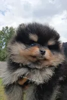 Oliver , a male Pomeranian for sale in Pembroke, GA – 8 of 10