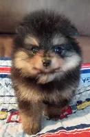 Mopsy , a female Pomeranian for sale in Pembroke, GA – 3 of 10