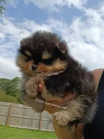 Mikey , a male Pomeranian for sale in Pembroke, GA – 8 of 10