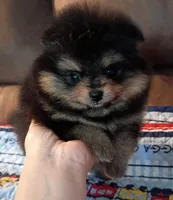 Mopsy , a female Pomeranian for sale in Pembroke, GA – 2 of 10