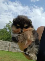 Mikey , a male Pomeranian for sale in Pembroke, GA – 6 of 10