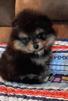 Mopsy , a female Pomeranian for sale in Pembroke, GA – 7 of 10