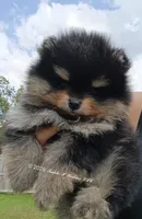 Oliver , a male Pomeranian for sale in Pembroke, GA – 3 of 10
