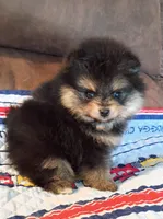Mopsy , a female Pomeranian for sale in Pembroke, GA – 4 of 10