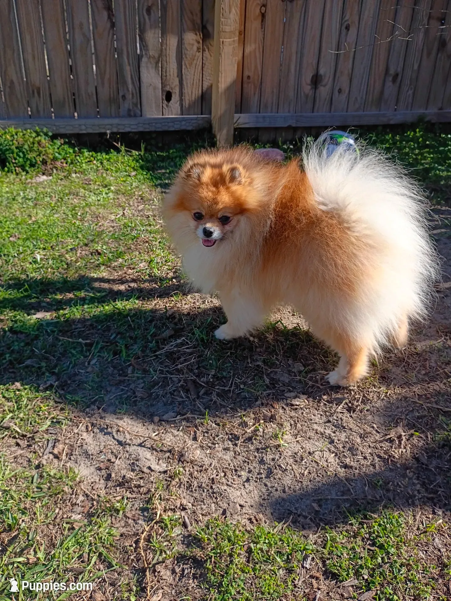Hopper , a male Pomeranian for sale in Pembroke, GA – 9 of 10