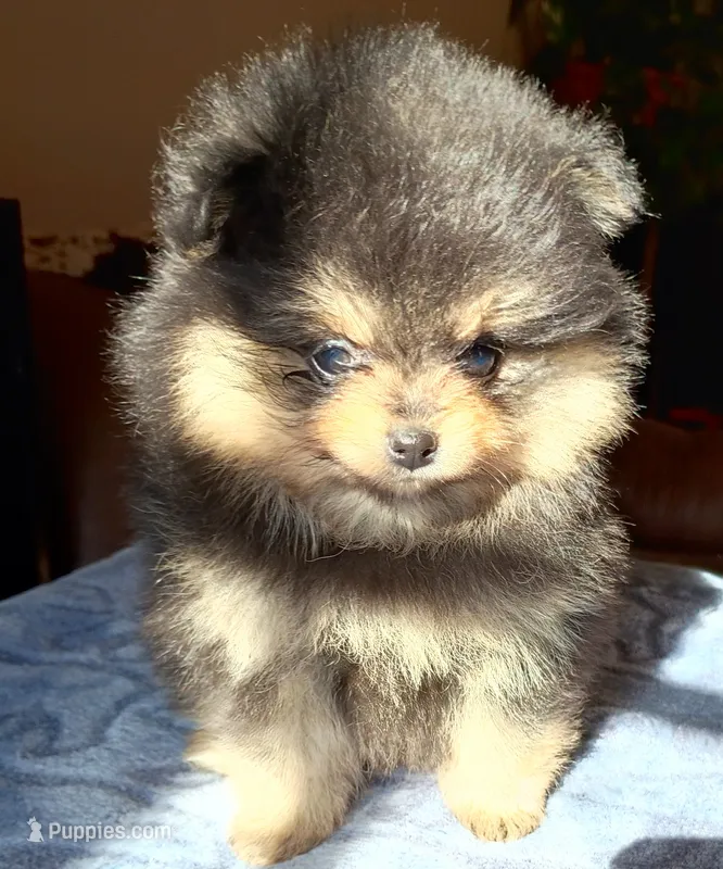 Mopsy  – Pomeranian puppy for sale in Pembroke, GA