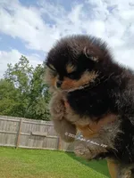 Mikey , a male Pomeranian for sale in Pembroke, GA – 9 of 10