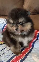 Hopper , a male Pomeranian for sale in Pembroke, GA – 8 of 10