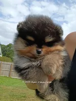 Mikey , a male Pomeranian for sale in Pembroke, GA – 4 of 10