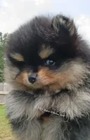 Oliver , a male Pomeranian for sale in Pembroke, GA – 9 of 10