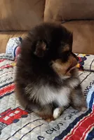 Hopper , a male Pomeranian for sale in Pembroke, GA – 7 of 10