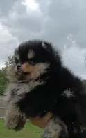 Oliver , a male Pomeranian for sale in Pembroke, GA – 2 of 10