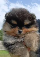 Mikey , a male Pomeranian for sale in Pembroke, GA – 1 of 10