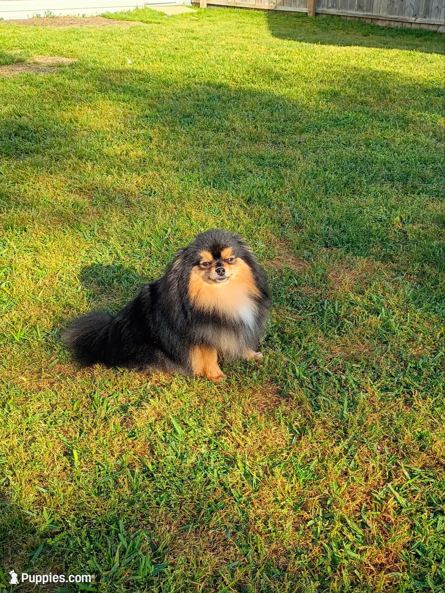 Hopper , a male Pomeranian for sale in Pembroke, GA – 10 of 10