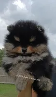 Oliver , a male Pomeranian for sale in Pembroke, GA – 6 of 10