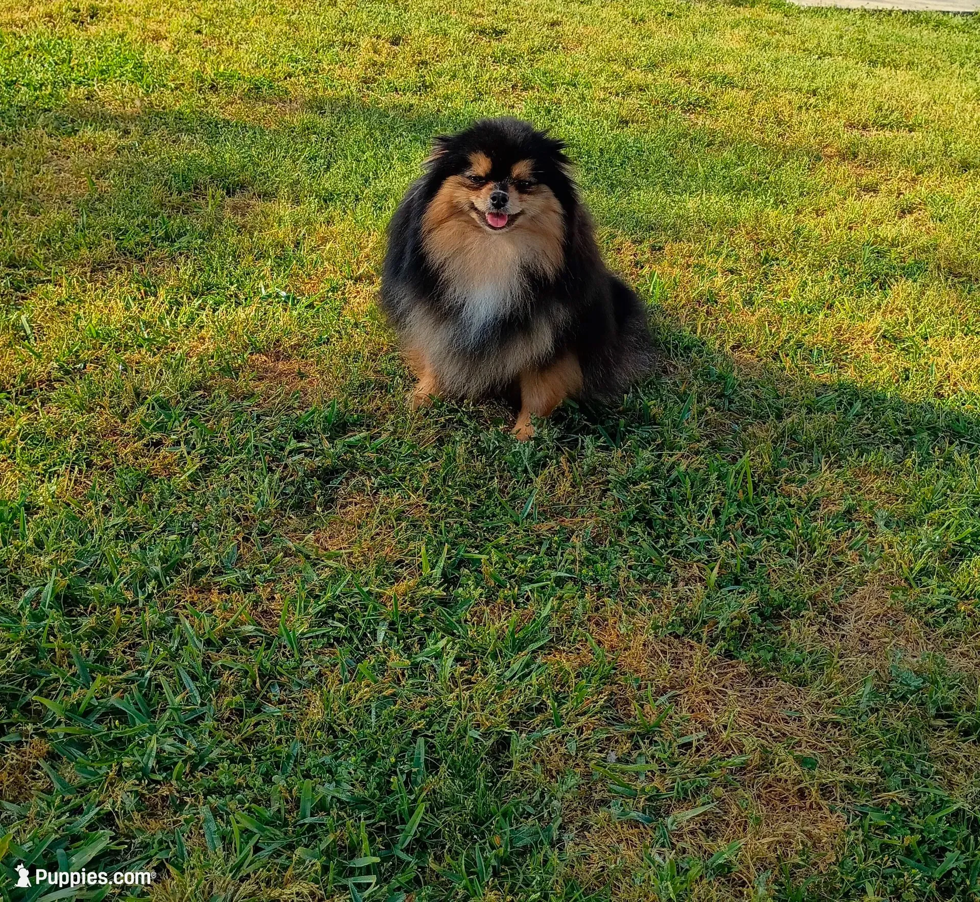 Mopsy , a female Pomeranian for sale in Pembroke, GA – 9 of 10