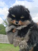 Oliver , a male Pomeranian for sale in Pembroke, GA – 5 of 10