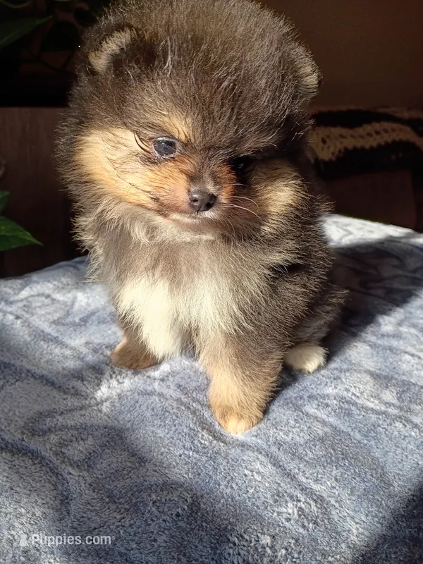 Hopper  – Pomeranian puppy for sale in Pembroke, GA