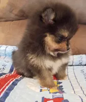 Hopper , a male Pomeranian for sale in Pembroke, GA – 6 of 10