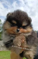 Mikey , a male Pomeranian for sale in Pembroke, GA – 2 of 10