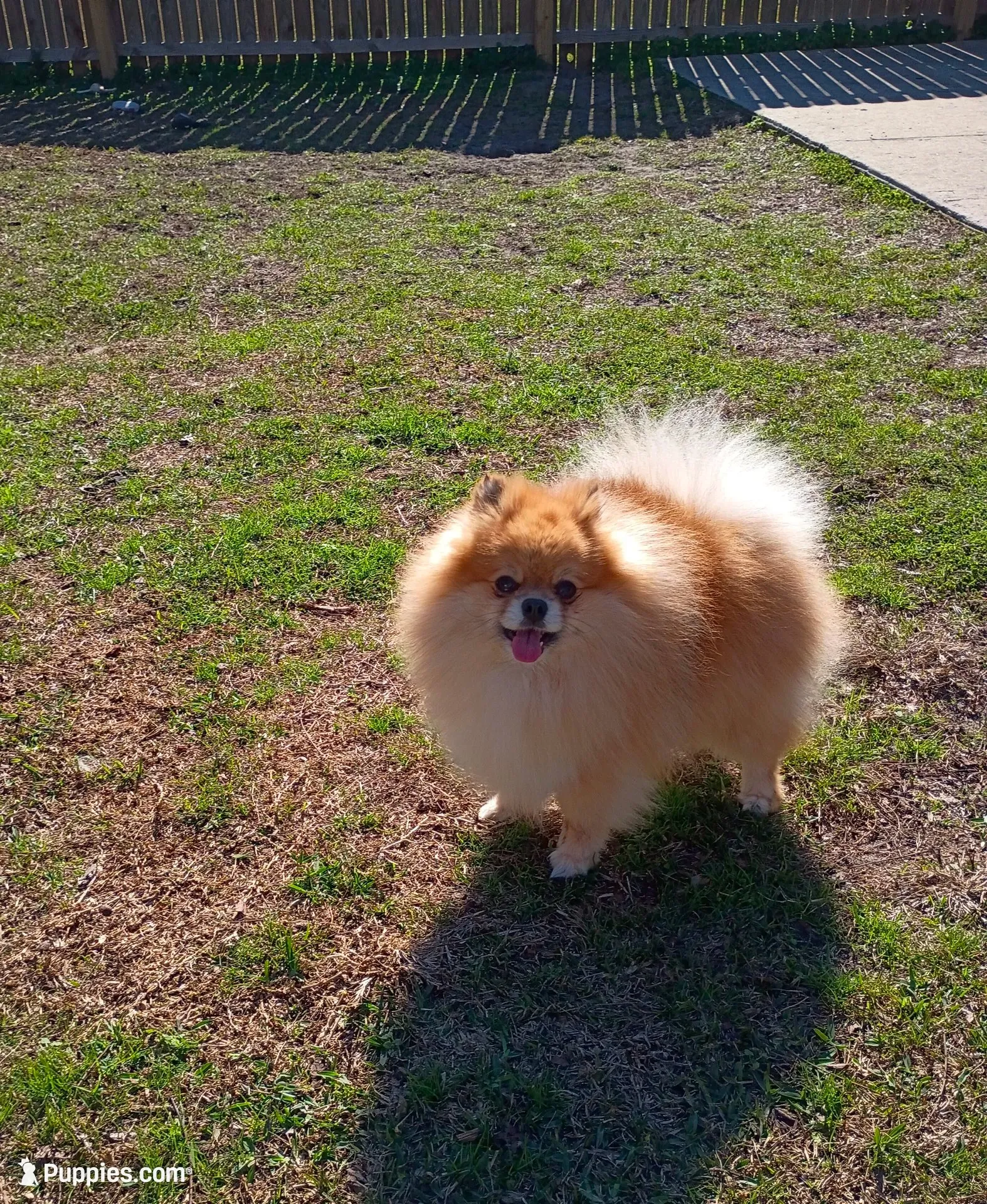Mopsy , a female Pomeranian for sale in Pembroke, GA – 10 of 10