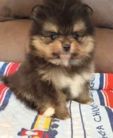 Hopper , a male Pomeranian for sale in Pembroke, GA – 3 of 10
