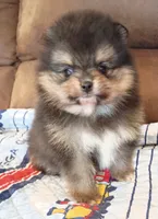 Hopper , a male Pomeranian for sale in Pembroke, GA – 5 of 10