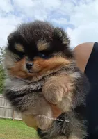 Mikey , a male Pomeranian for sale in Pembroke, GA – 7 of 10