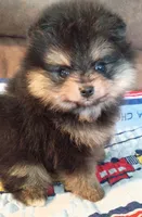 Mopsy , a female Pomeranian for sale in Pembroke, GA – 8 of 10
