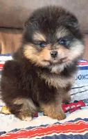 Mopsy , a female Pomeranian for sale in Pembroke, GA – 5 of 10