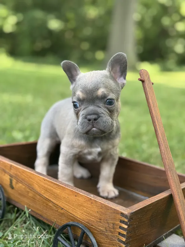 Johnnie – French Bulldog puppy for sale in Loami, IL