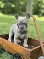 Johnnie, a male French Bulldog for sale in Loami, IL – 1 of 7