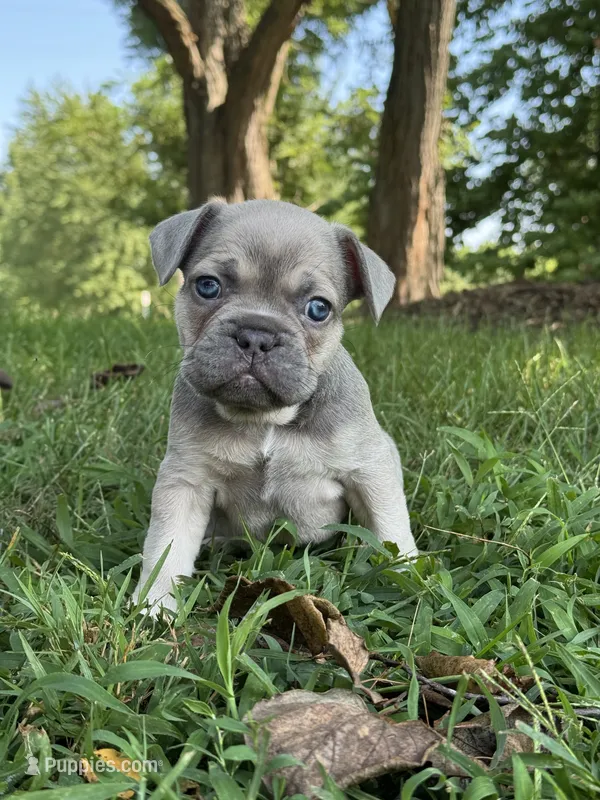 Theo – French Bulldog puppy for sale in Loami, IL