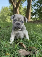 Theo, a male French Bulldog for sale in Loami, IL – 5 of 8