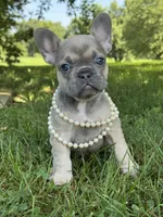 June, a female French Bulldog for sale in Loami, IL – 5 of 8