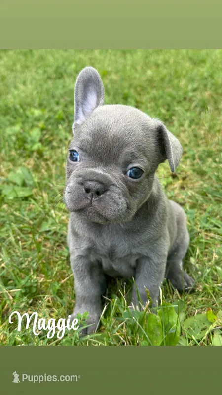Maggie – French Bulldog puppy for sale in Loami, IL