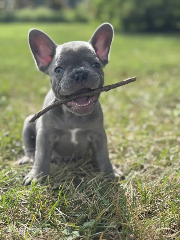 Ollie  – French Bulldog puppy for sale in Loami, IL