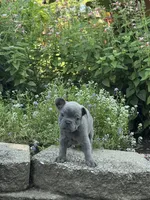 Rocko, a male French Bulldog for sale in Loami, IL – 5 of 8
