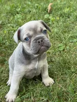 Theo, a male French Bulldog for sale in Loami, IL – 3 of 8