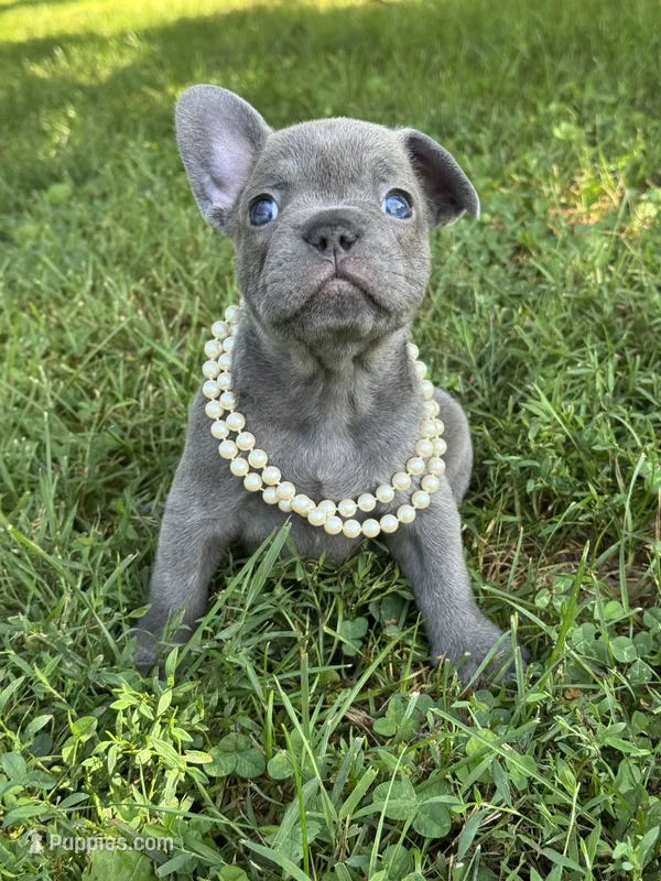 Maggie – French Bulldog puppy for sale in Loami, IL