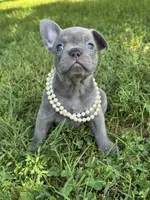 Maggie, a female French Bulldog for sale in Loami, IL – 1 of 7