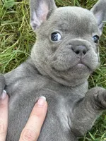 Ollie , a male French Bulldog for sale in Loami, IL – 3 of 7