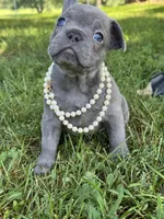 Maggie, a female French Bulldog for sale in Loami, IL – 2 of 7